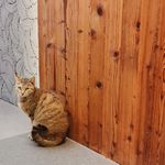 酸面团子