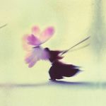 山苔