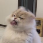 一顿八斤之高手高手高高手