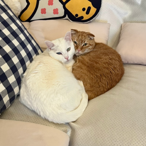 史蒂夫说382期 - 回信：日复一日并非意义感缺失的真正原因