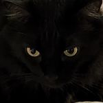 pusycat
