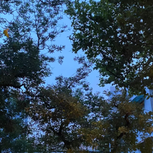 Ep2.1月歌单：在新年，一起和浪漫共振