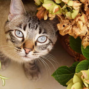 扬州到底是江南的还是江北的