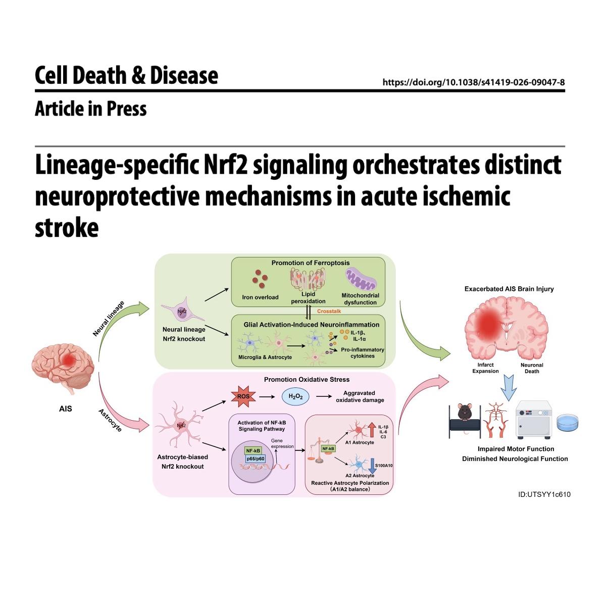 1416-Nrf2信号通路的谱系特异性神经保护机制研究 episode artwork