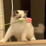 牛小于