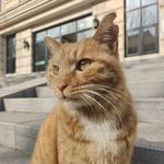 一只猫_wyz