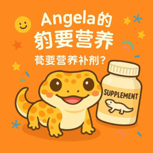 豹纹守宫也需要营养补剂