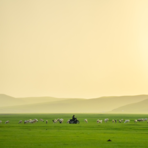 深入呼伦贝尔｜第二集：深入草原（下）草原疗愈