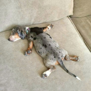 EP07. 今晚好眠！轻松掌握斯坦福教授的高效睡眠法