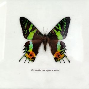 podcaster-avatar