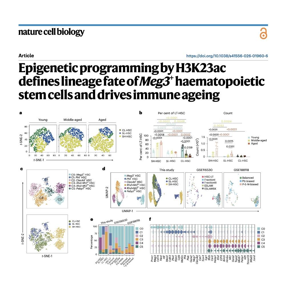 1233-Meg3+ Stem Cells in Immune Ageing episode artwork