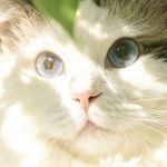 混沌薯条