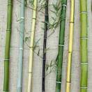 LivBamboo
