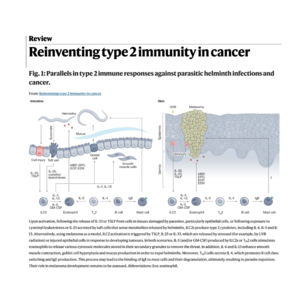 021-Reinventing type 2 immunity in cancer