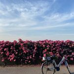 Felie_花生酱