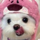 阳光果粒陈女士M码版