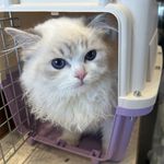 越越也太多了吧