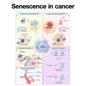 038-Senescence in cancer