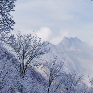 老子道德经【二十】为学日益为道日损|少思寡欲绝学无忧