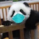 紫金大番茄