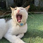 香辣牛牛
