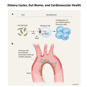001-Diet, Gut Bacteria, and Cardiovascular Health