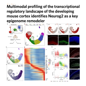 873-Multimodal Mapping of Neocortical Lineage Specification