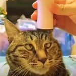 黄老吉走吉