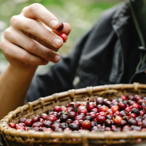 A.C.024 华语乐坛99%的歌手敬业精神不如长沙咖啡店老板