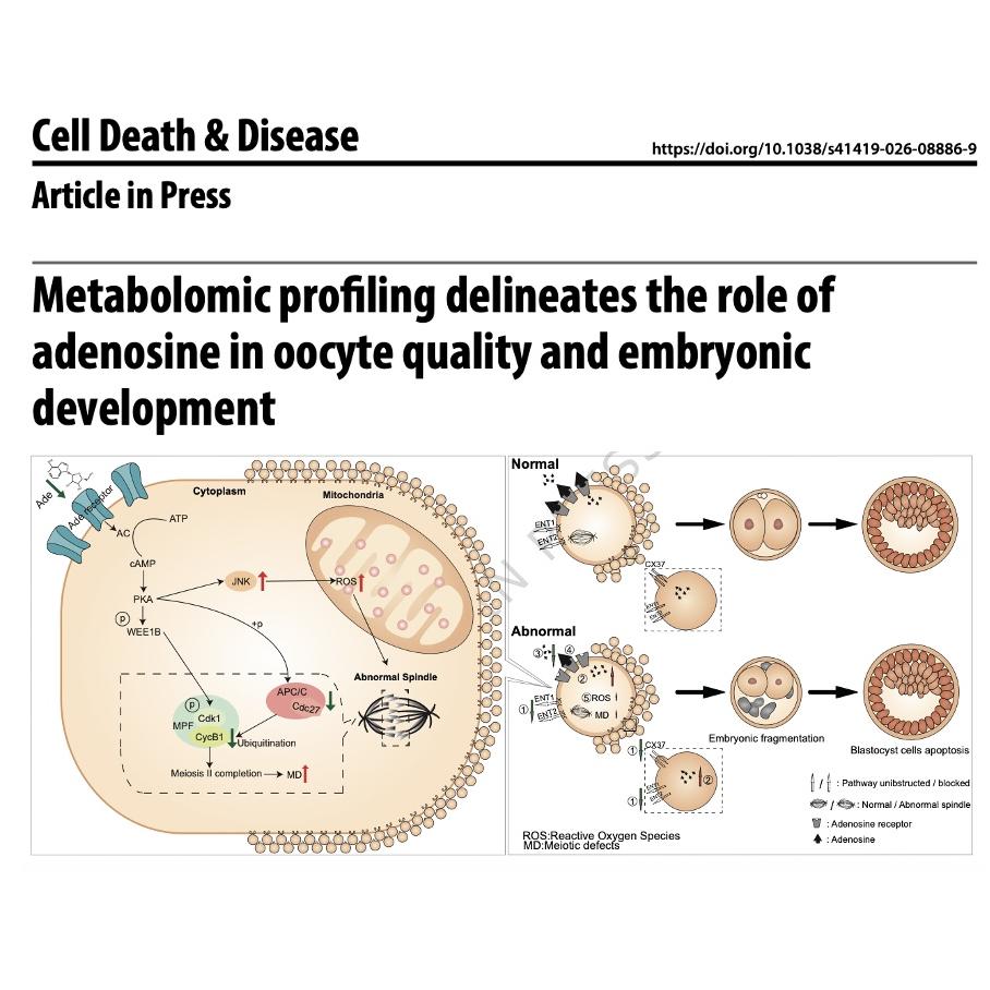 1452-Adenosine Disequilibrium: Fingerprint of Embryo Quality episode artwork