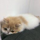 麦田里的守望者_LMv7