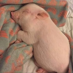 给不讲李女士的哄睡故事