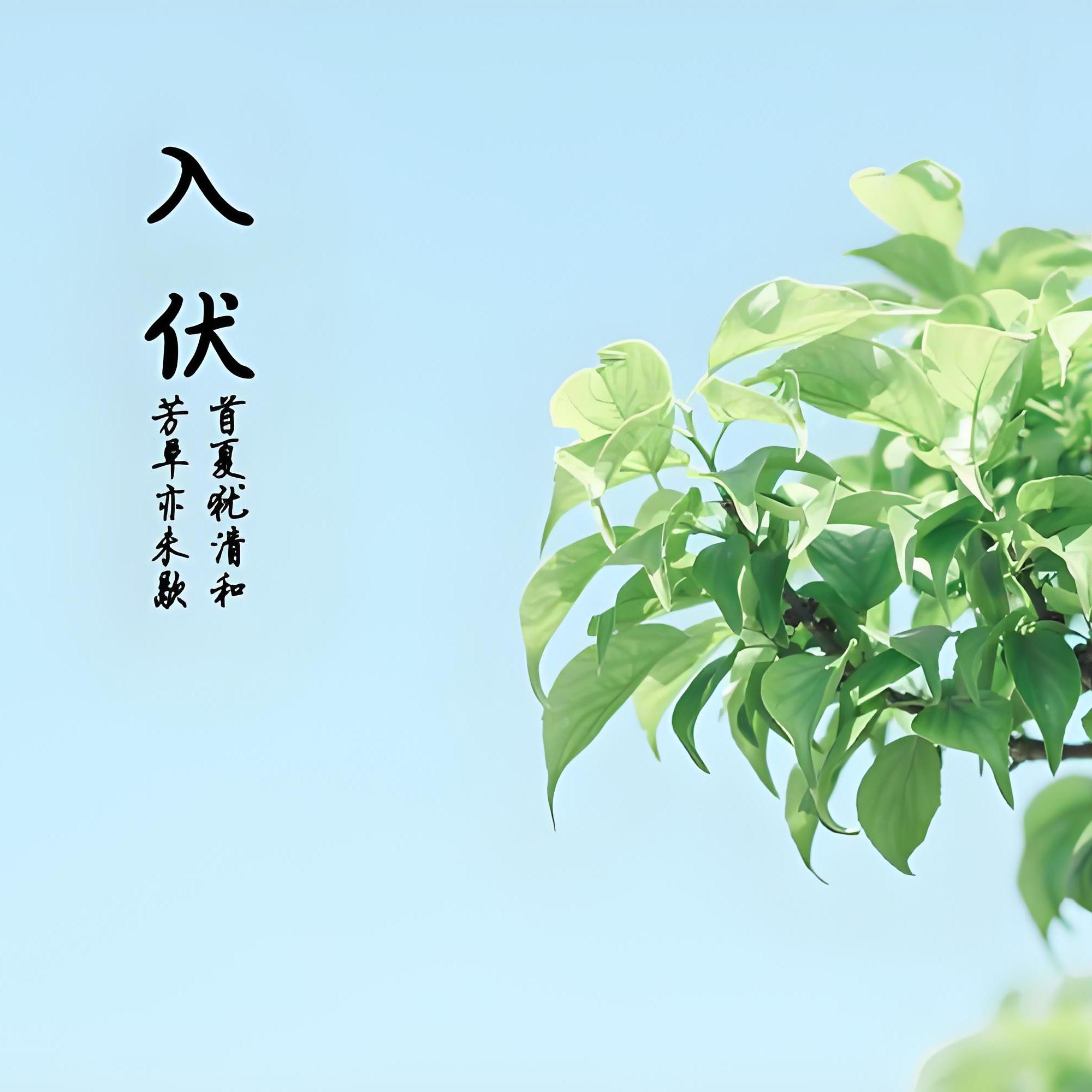三伏养生局：跟着古籍安然度夏 episode artwork