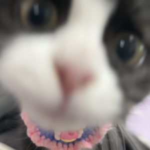 一只鱼鱼yu