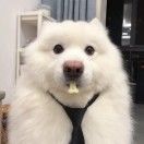 凌冰糖