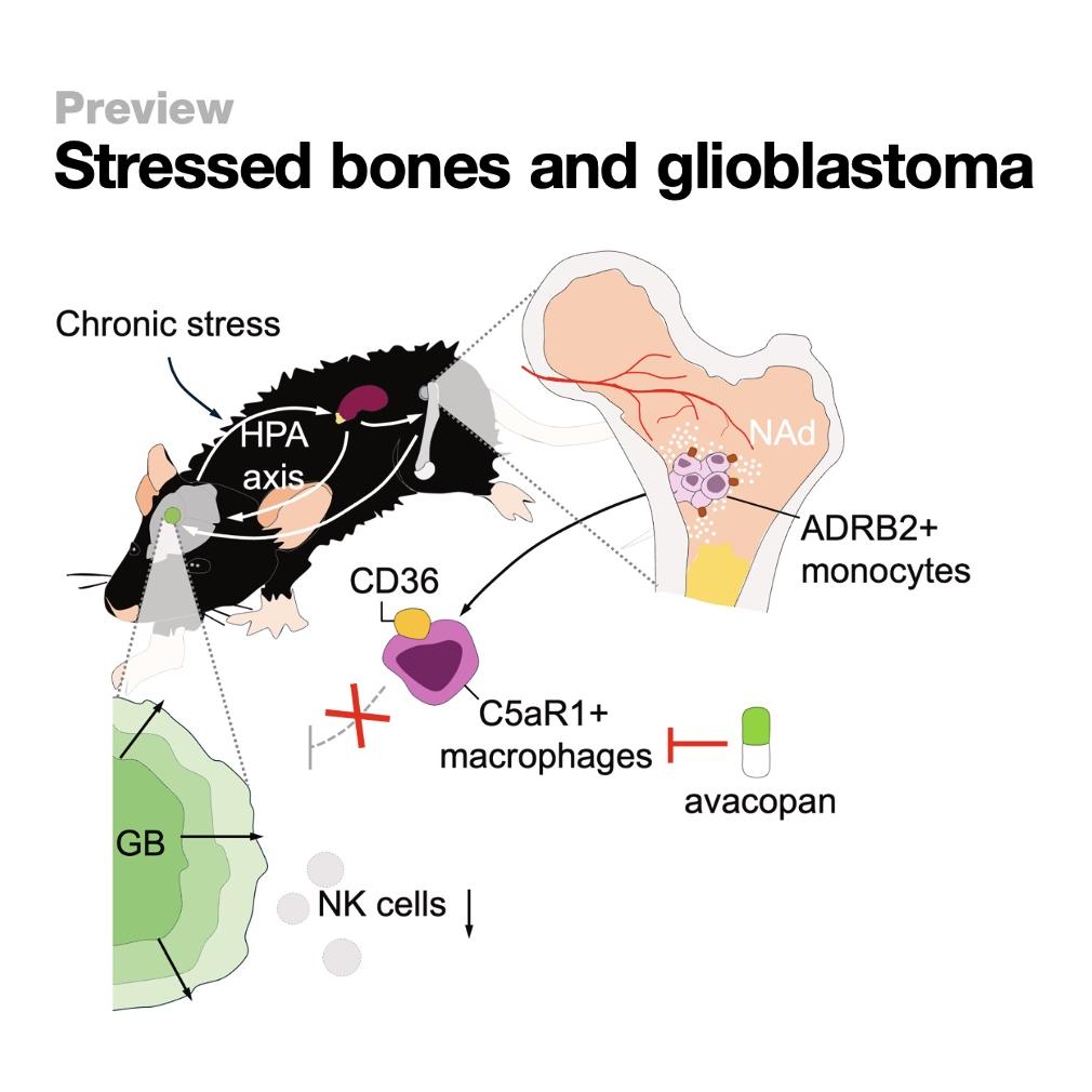 1353-Chronic Stress and Glioblastoma episode artwork