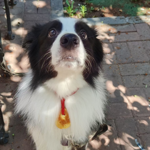 “棋盘阵”02期:和山毛榉,跑题了?没关系(下)