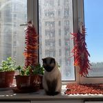 刺客的左耳