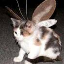 卖薯条不甜不要钱快乐幸福