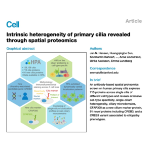 190-Spatial Proteomics Reveals Primary Cilia Heterogeneity