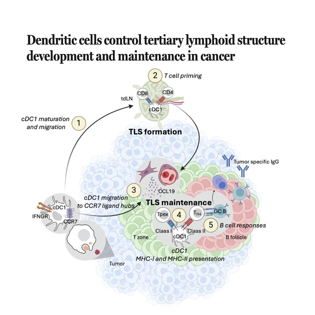1468-Dendritic Cells as Orchestrators of Cancer TLS episode artwork