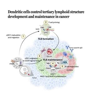 1468-Dendritic Cells as Orchestrators of Cancer TLS
