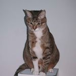 猫猫不猫猫