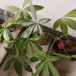 在深夜梦游食堂