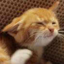 明天再减肥好了