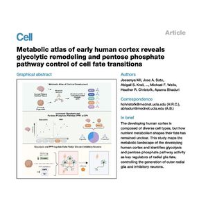1509-Metabolic Atlas of the Developing Human Cortex