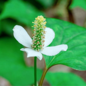 EP03 从本草纲目到盘中珍馐——蕺菜的田野调查（下）