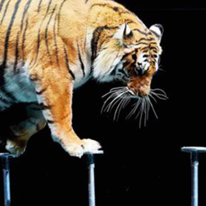 E662.如何阻止一场动物表演