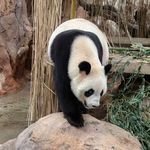 躺赢的胖狐