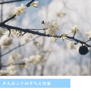 声久村二十四节气之惊蛰——蜂醒人间
